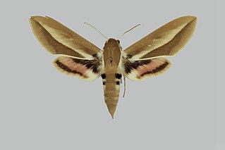 <i>Hyles chamyla</i> Species of moth