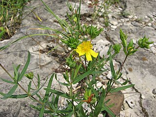 <i>Hypericum dolabriforme</i> Species of flowering plant in the St Johns wort family Hypericaceae