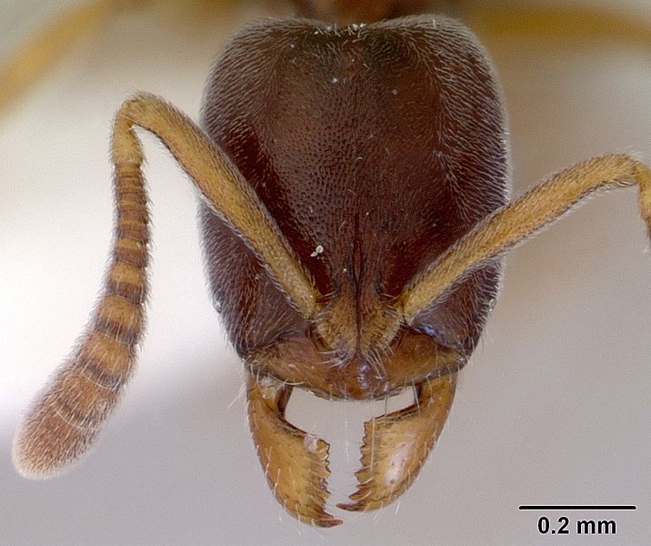 File:Hypoponera eduardi casent0172333 head 1.jpg