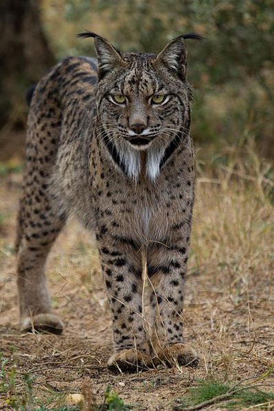 File:Iberian Lynx front.jpg