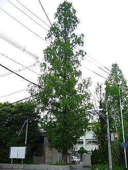 奈良市立一条高等学校・附属中学校