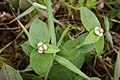 Ichthyothere elliptica (Sottotribù Milleriinae)