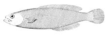 Icichthys lockingtoni.jpg