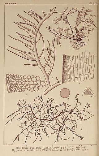 <span class="mw-page-title-main">Gelidiellaceae</span> Family of algae