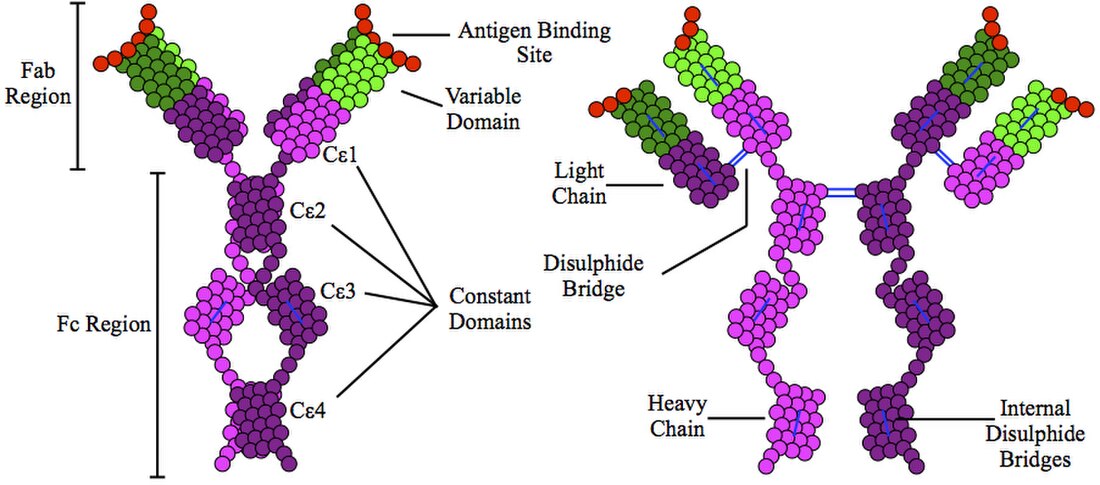 Immunoglobulin E