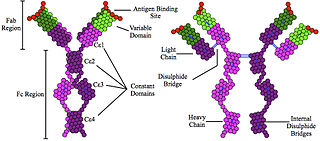 <span class="mw-page-title-main">Hyperimmunoglobulin E syndrome</span> Medical condition