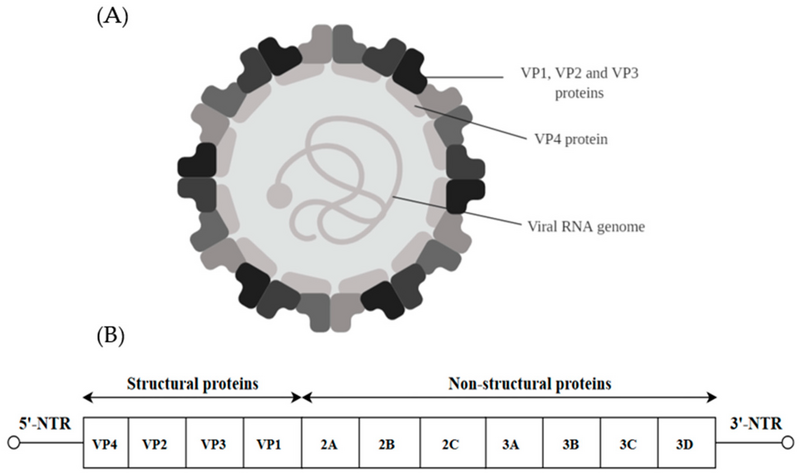 File:Ijms-20-04657-g001.webp