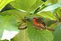 Oiseau sur l'Ile Curieuse