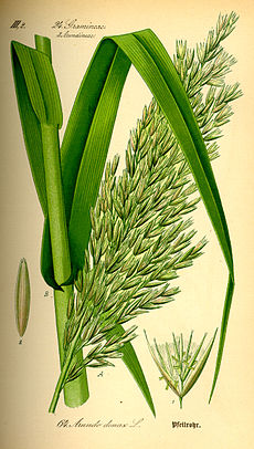 1885年嘅一份科學研究講到同蘆竹有關嘅插圖