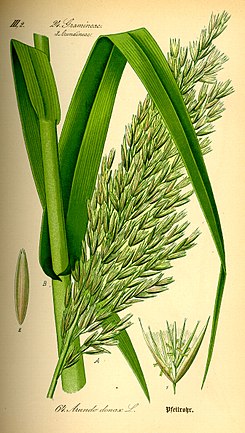 Ilustrace Arundo donax0.jpg