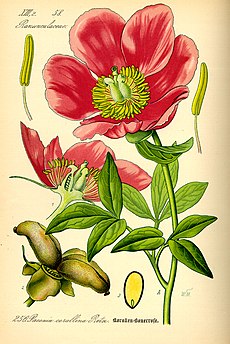 Illustration Paeonia mascula0.jpg