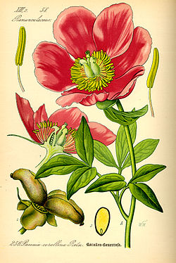 Çizim Paeonia mascula0.jpg