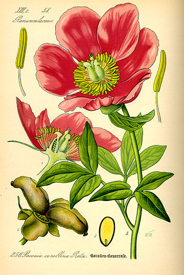 Paeoniaceae