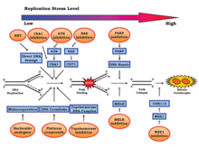 Illustration of various approaches to target replication stress for cancer treatment Illustration of various approaches to target replication stress for cancer treatment.png