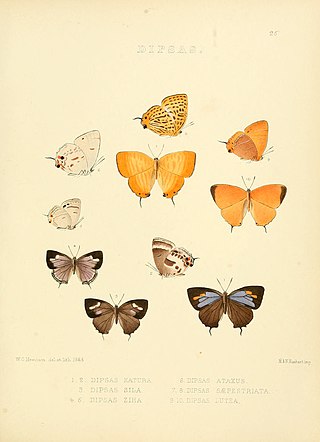 <i>Euaspa</i> Butterfly genus in family Lycaenidae