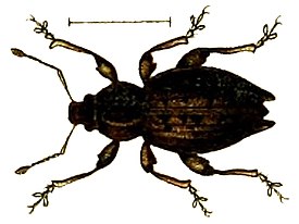 Elytrodon bidentatus