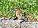 Thumbnail for File:Immature male blue grosbeak (41701).jpg