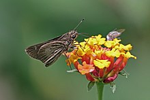 Inca skipper (Vehilius inca) .jpg