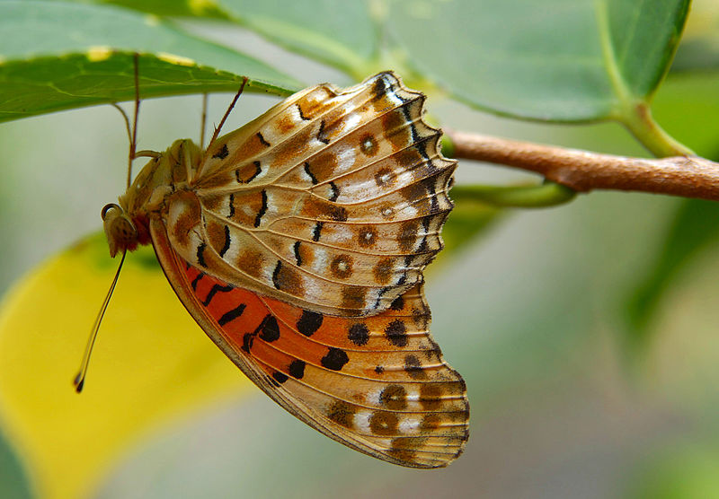 File:Indian Fritillary hanging on to a leaf.jpg