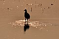 * Nomination Cattle egret (Bubulcus ibis) in paddy field at sunset, Vedanthangal Bird Sanctuary, India --Tagooty 04:13, 26 December 2021 (UTC) * Promotion  Support Good quality -- Johann Jaritz 04:37, 26 December 2021 (UTC)