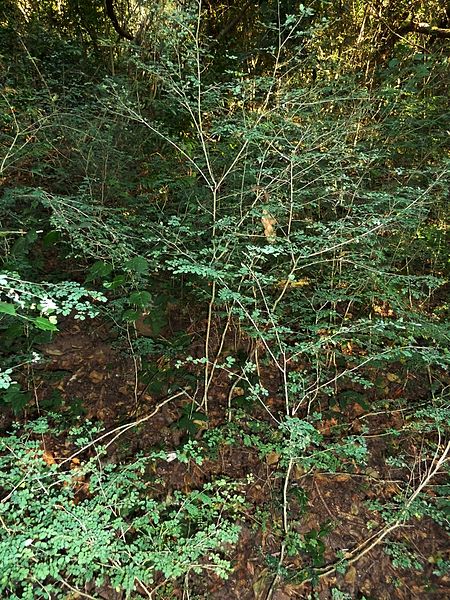 File:Indigofera micrantha, habitus, Krantzkloof NR.jpg