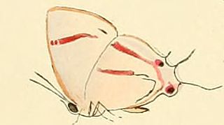 <i>Iolaus sidus</i> Species of butterfly
