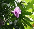 Ipomoea mauritiana 01. jpg