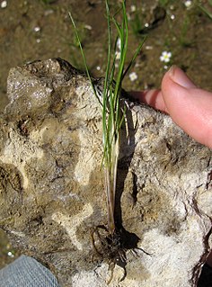 <i>Isoetes butleri</i> Species of spore-bearing plant