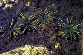 Isoetes echinospora NRCS-1.png