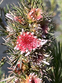 Isopogon asper flowers.jpg