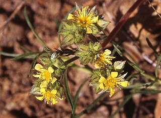 <i>Potentilla aperta</i> Species of flowering plant