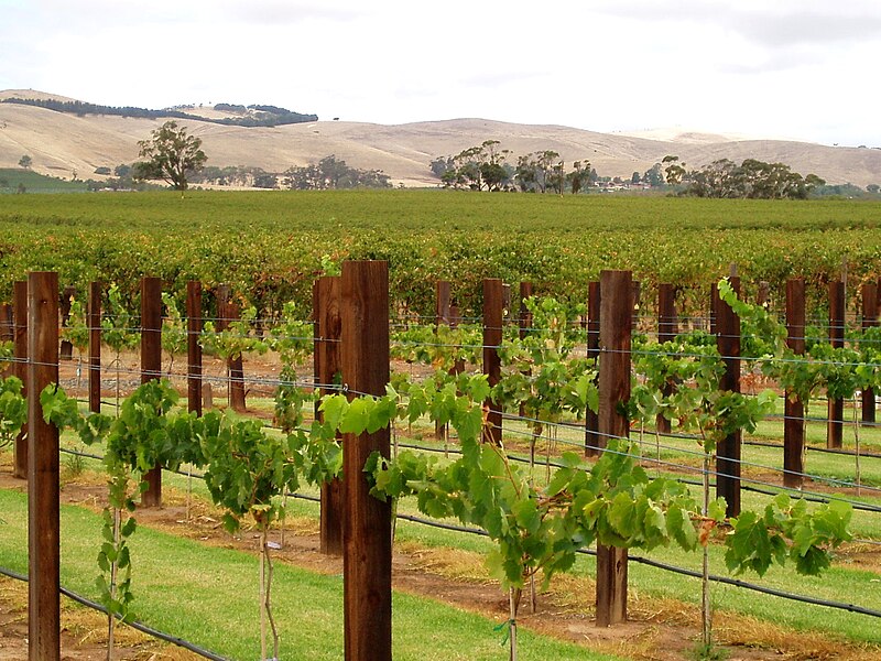 File:Jacob's Creek. Vines. Barossa Valley SA.jpg