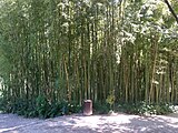 Boschetto di bambù