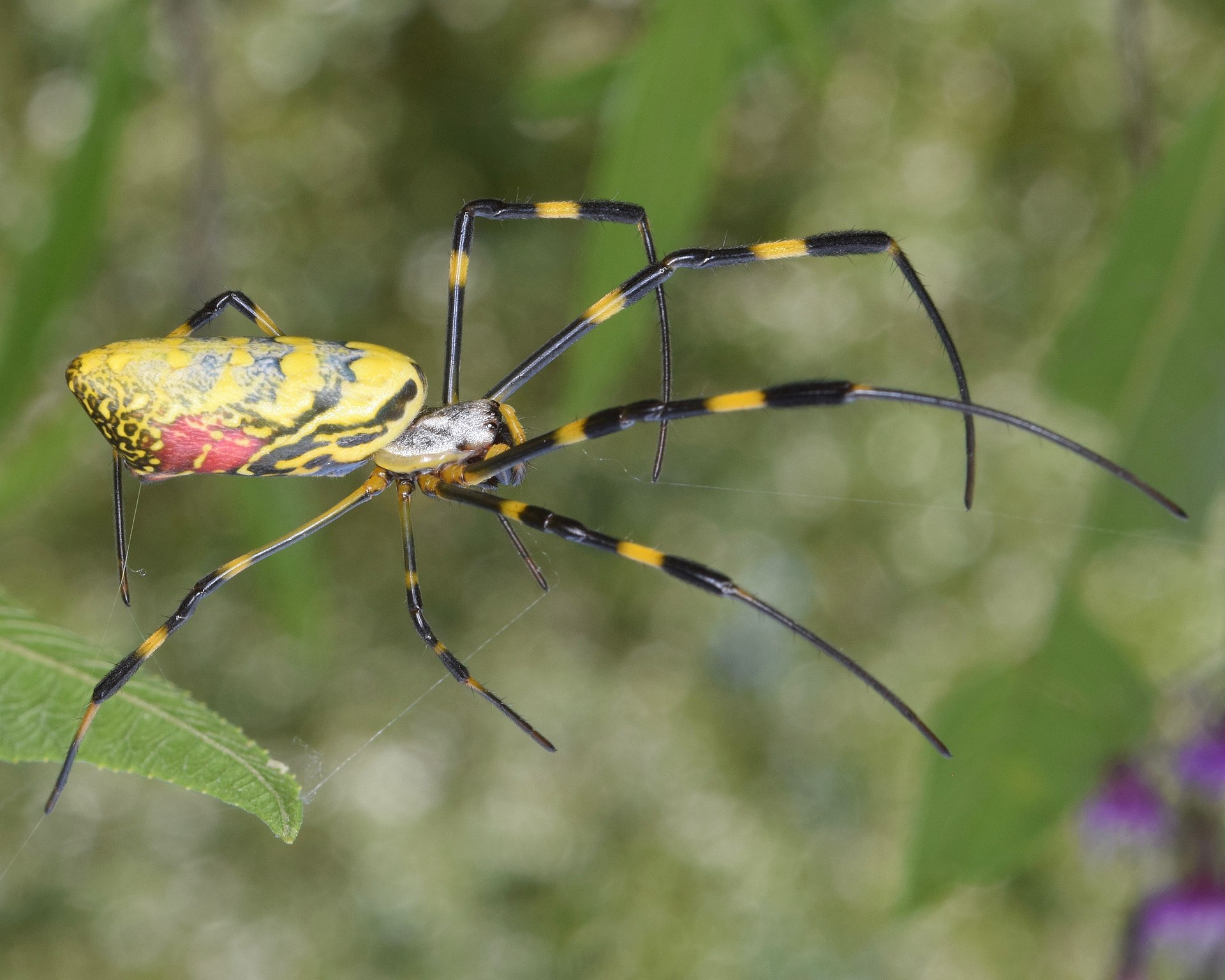 Joro Spider - Trichonephila clavata (50564813031).jpg