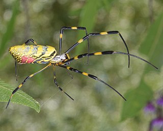 <i>Trichonephila clavata</i> Species of spider