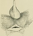 Journal of anatomy (1867) (14761558496).jpg