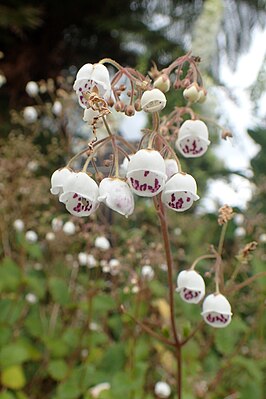 Jovellana sinclairii