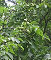 Pólas con froitos verdes de (Juglans regia)