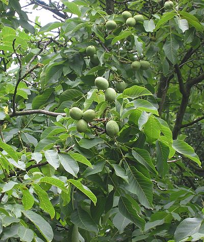 Дерево грецкий орех описание. Орех грецкий (Juglans Regia). Juglans Regia дерево. Бескорый орех грецкий. Орешник грецкий дерево.