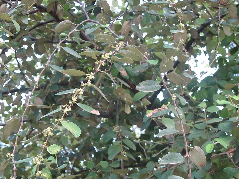 File:Jujube in flowers.JPG