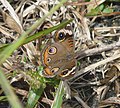 Common buckeye