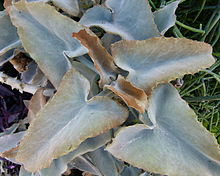 Kalanchoe beharensis serres du Jardin du Luxembourg.JPG