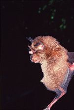 Rhinolophus arcuatus is rare in Borneo Kelawar ladam2.jpg