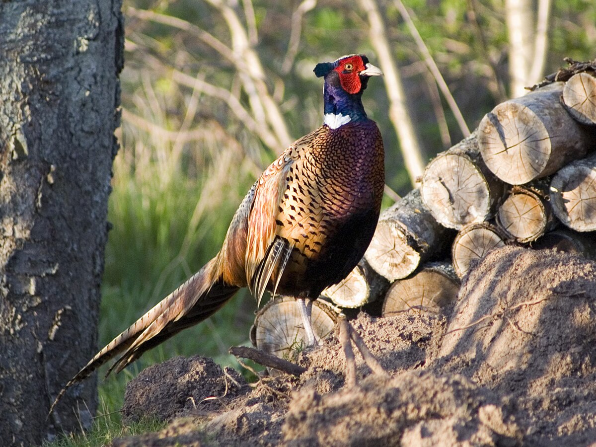 Chinese pheasant - Wikipedia