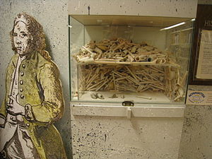 Koffsanmuseet, Carl von Linné röker kritpipa. Bland fynden fanns det gott om delar från kritpipor eller rökpipa.