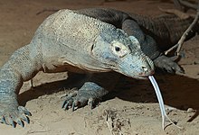 Komodo dragon with tongue.jpg