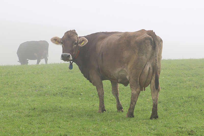 File:Kuh auf Allgäuer Weide.jpg