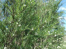 Kunzea ericoides Kunzea ericoides 63127649.jpg