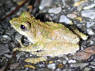 <i>Kurixalus odontotarsus</i> Species of amphibian