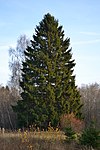 Spruce in Estonia